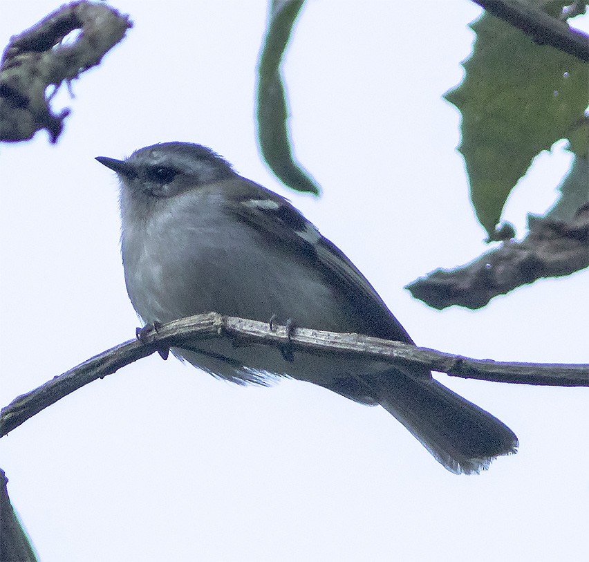 Tyranneau à sourcils blancs - ML142882611