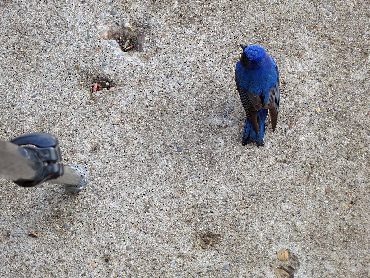 Blue-and-white Flycatcher - ML142888341