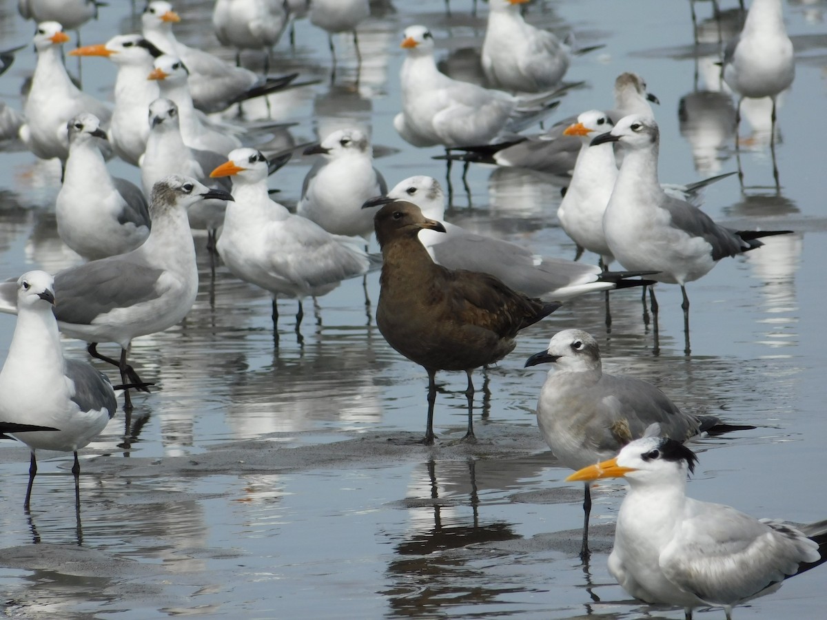 Heermann's Gull - ML142888401
