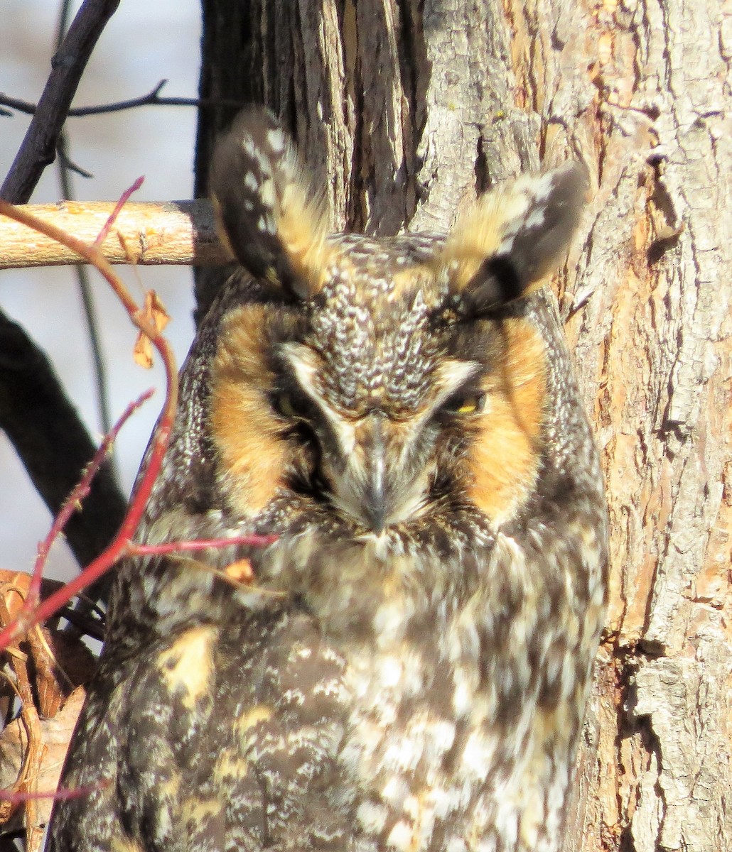 Long-eared Owl - ML142888711