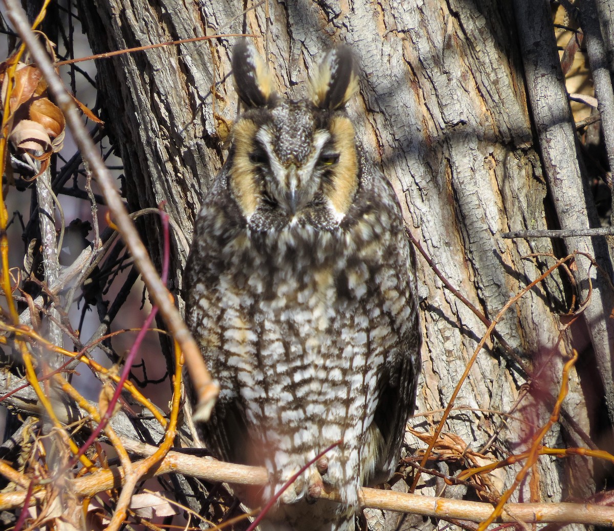 Long-eared Owl - ML142888761