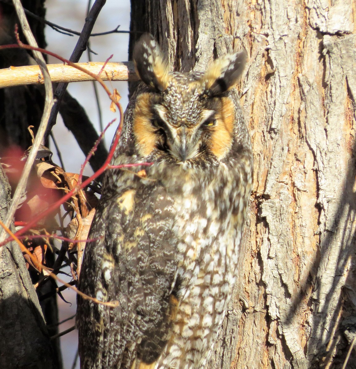 Long-eared Owl - ML142888771