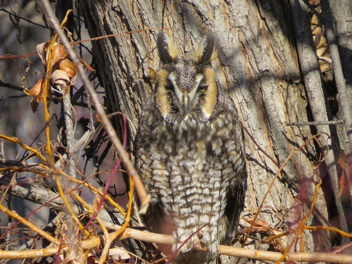 Long-eared Owl - ML142888781
