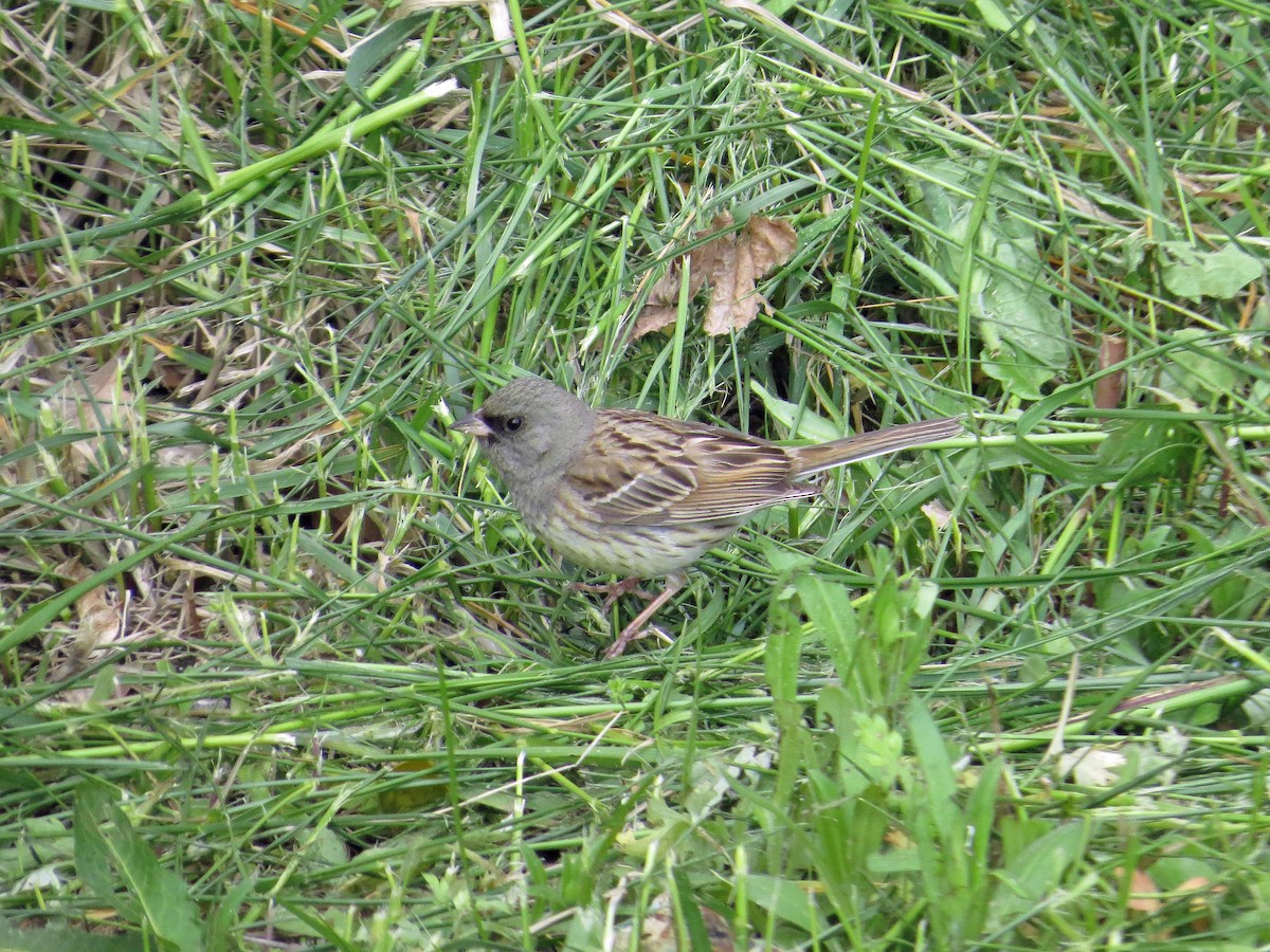 Black-faced Bunting - ML142889081