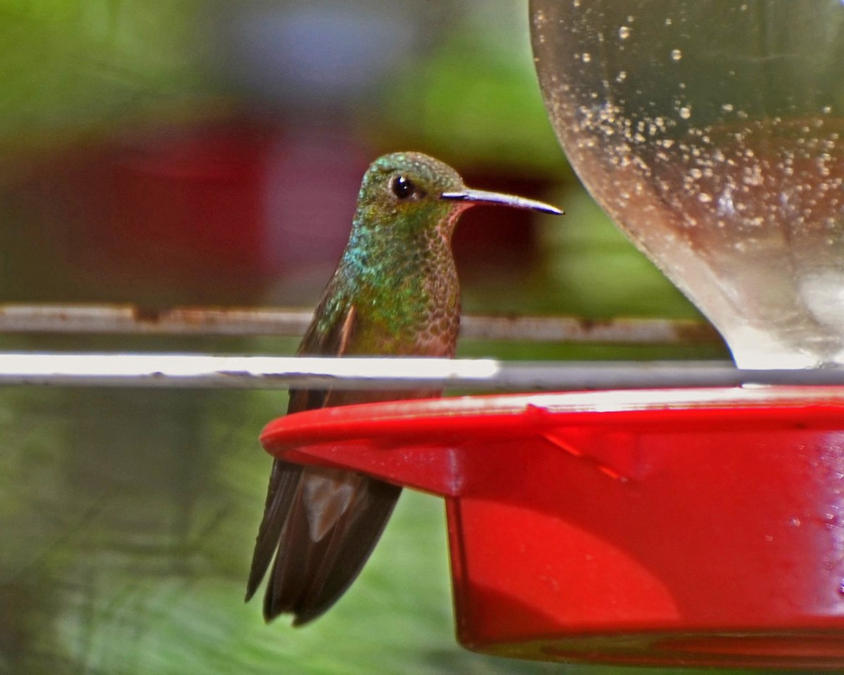 kolibřík mexický - ML142889371