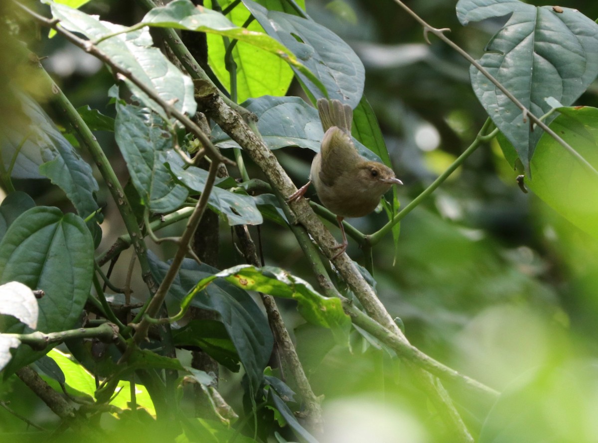 Olive-green Camaroptera - ML142890321