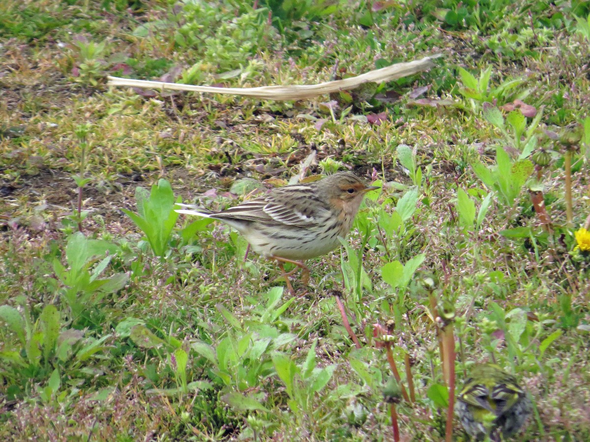 Txirta lepagorria - ML142890891