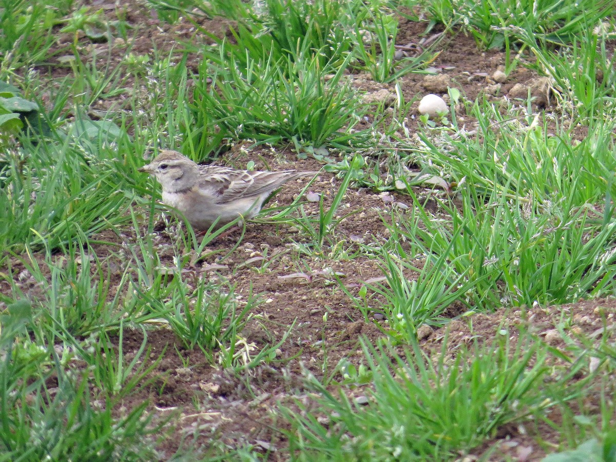 Mongolian Short-toed Lark - ML142891181