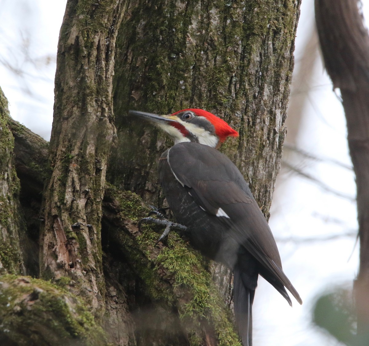 Pileated Woodpecker - Pair of Wing-Nuts
