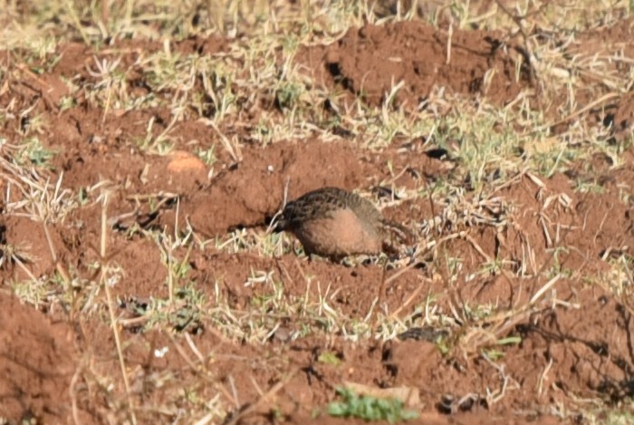 Jungle Bush-Quail - ML142892951