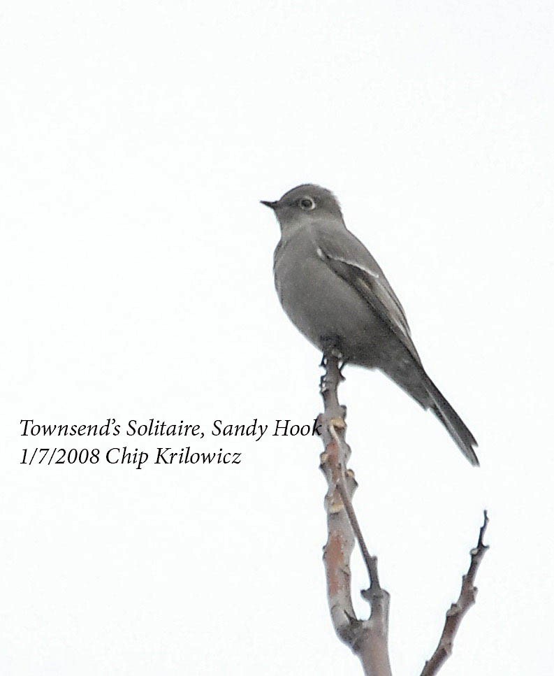 Townsend's Solitaire - Chip Krilowicz