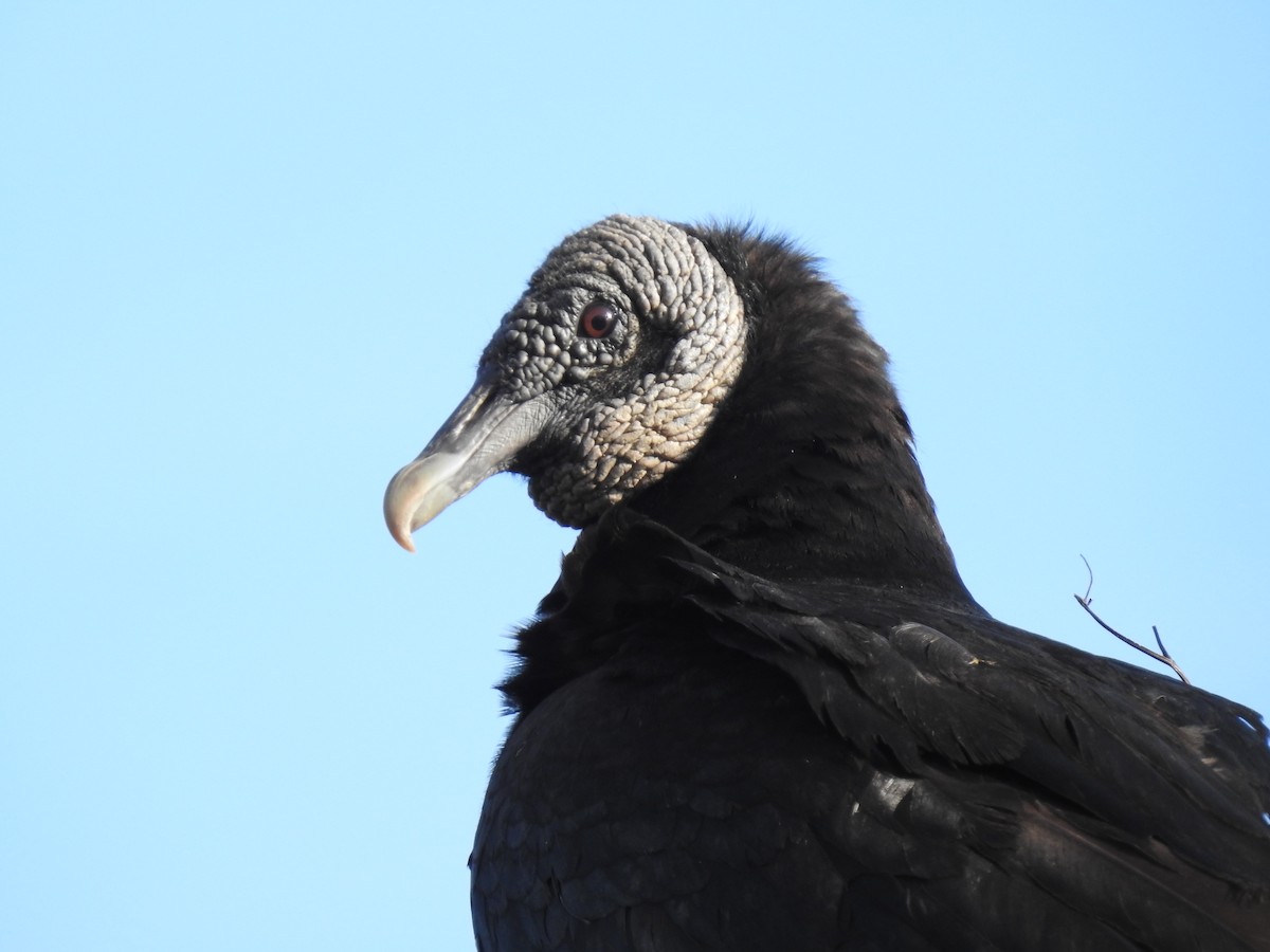 Black Vulture - David Booth