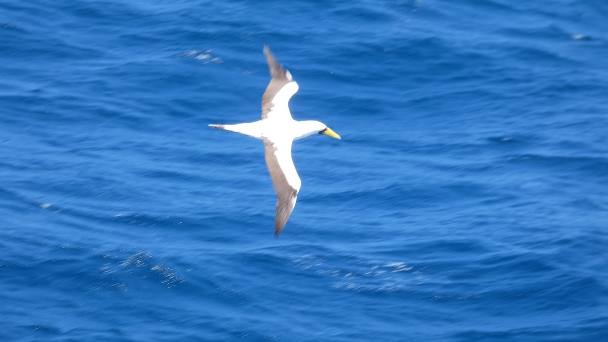 Masked Booby - ML142896251