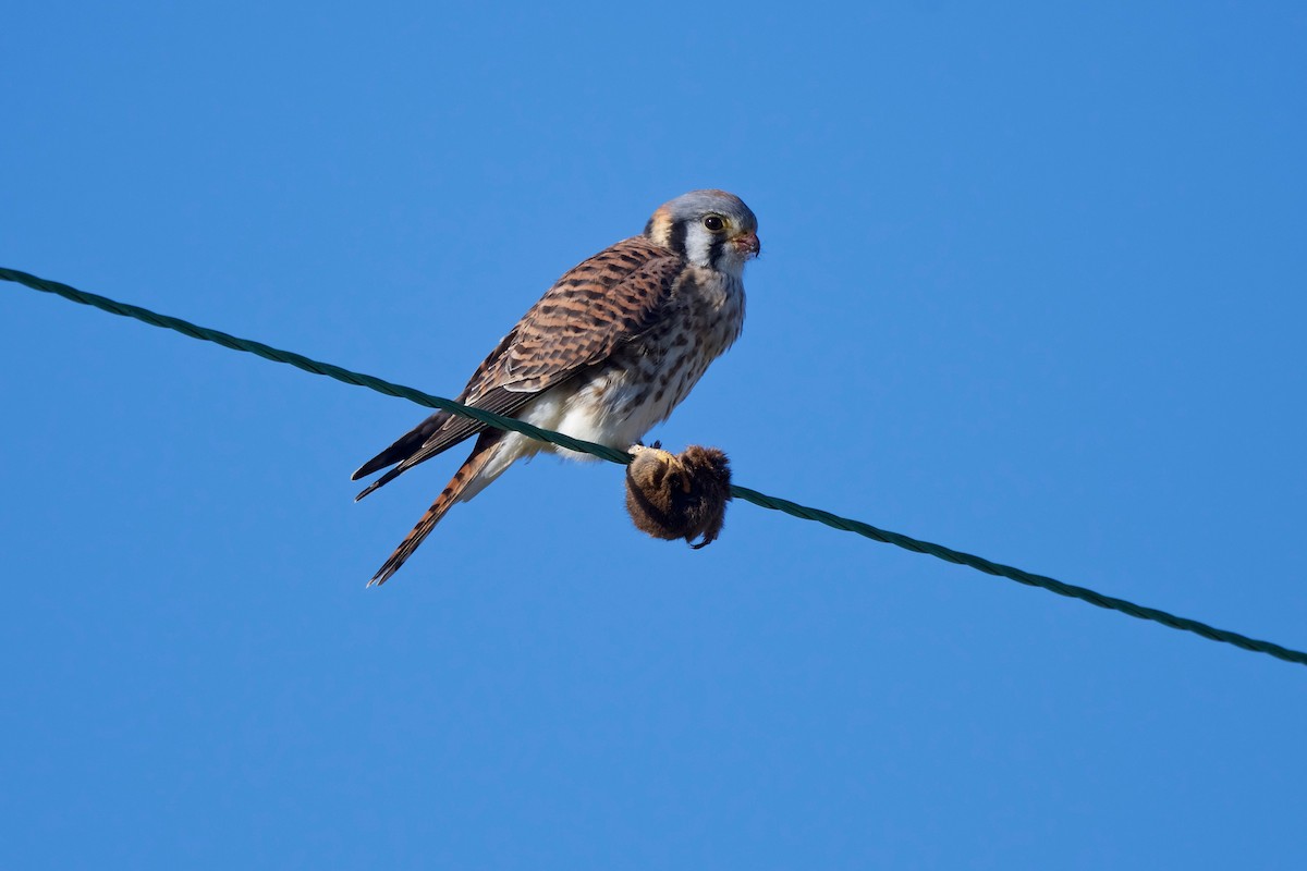 American Kestrel - Jamie Baker