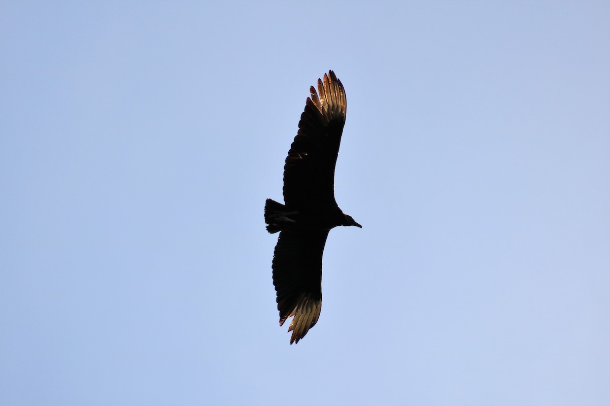 Black Vulture - ML142897271
