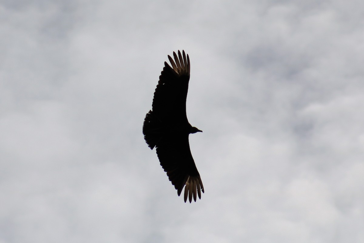 Black Vulture - ML142897321