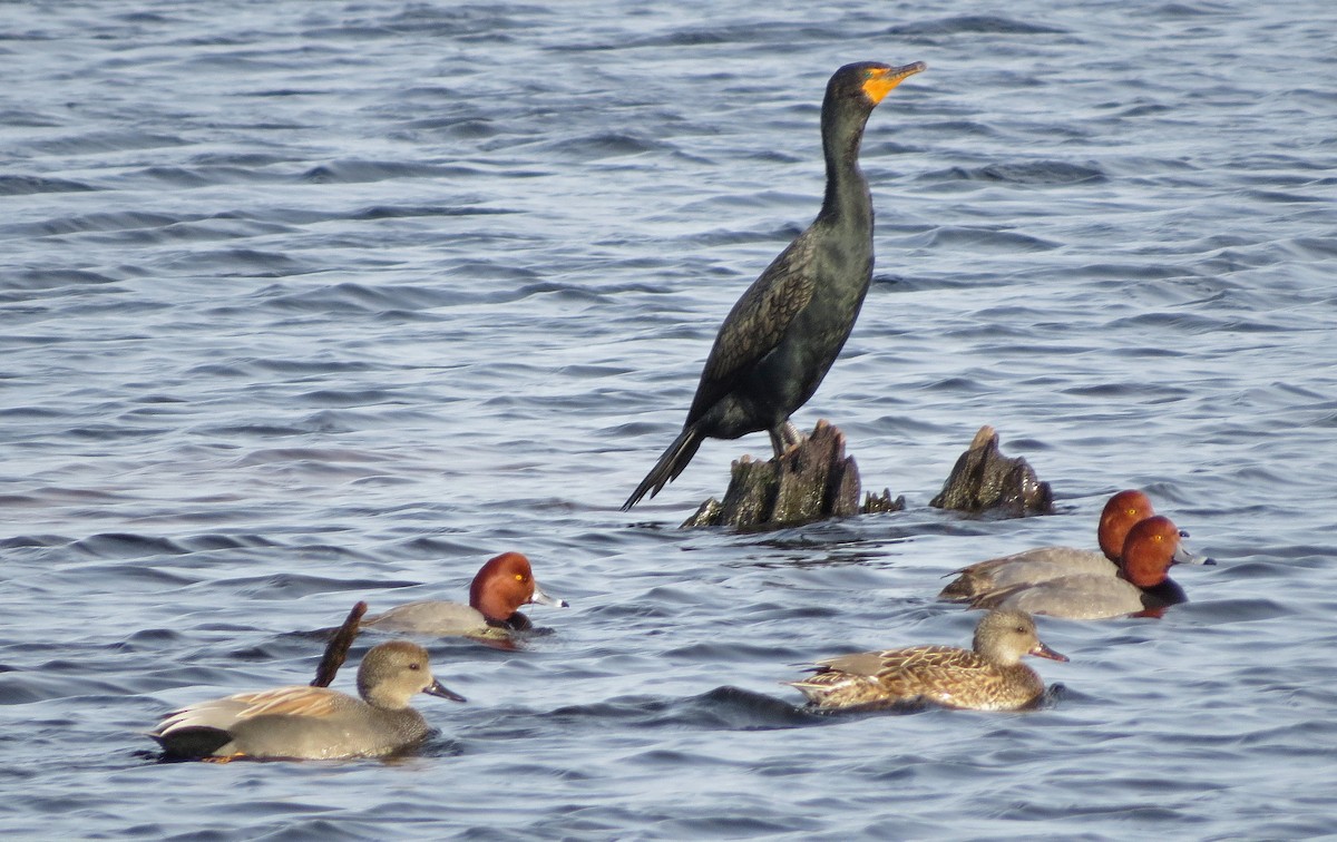 Double-crested Cormorant - ML142899941