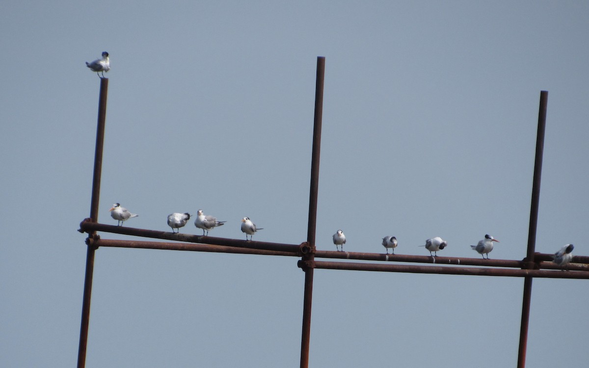 Lesser Crested Tern - ML142900461