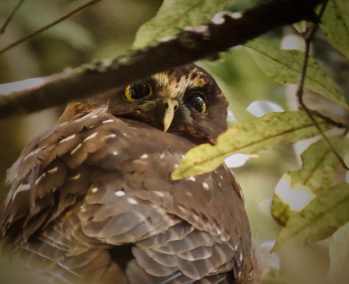 Morepork - Greg Vassilopoulos