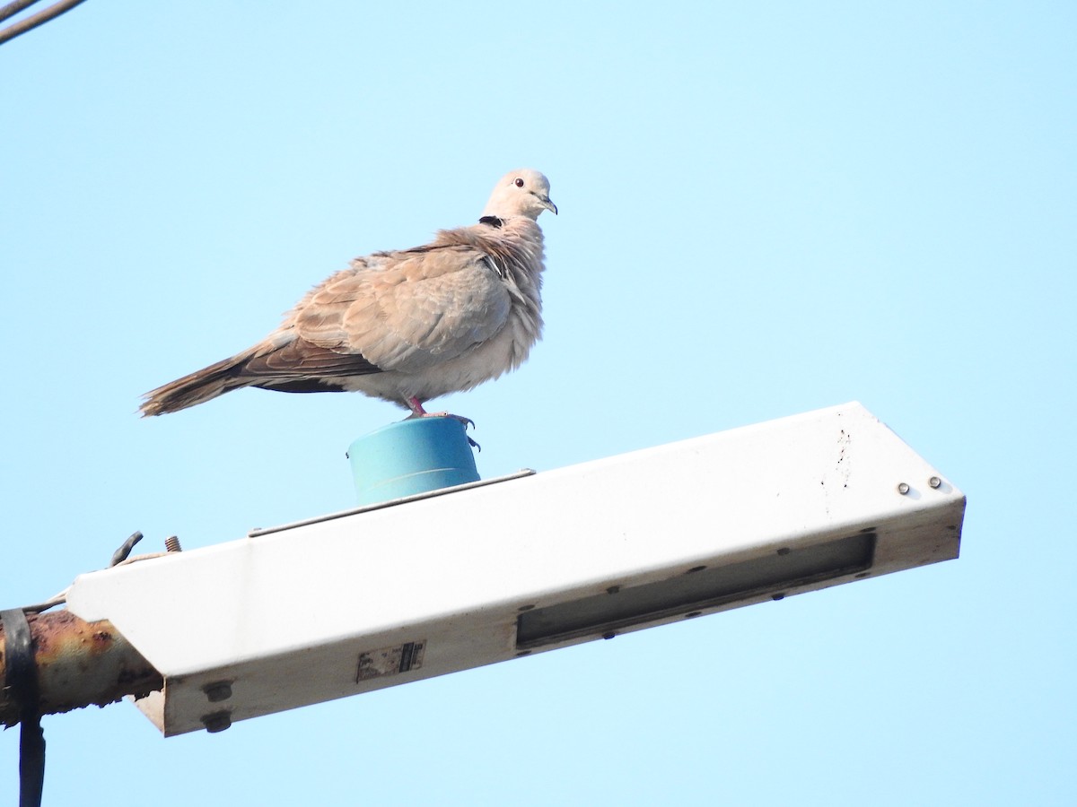 Eurasian Collared-Dove - ML142900561