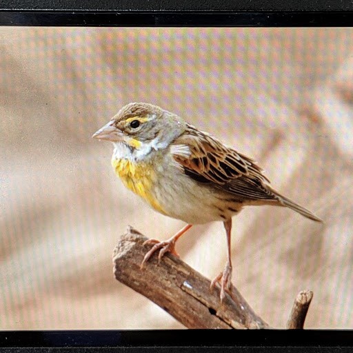 Dickcissel - ML142900591