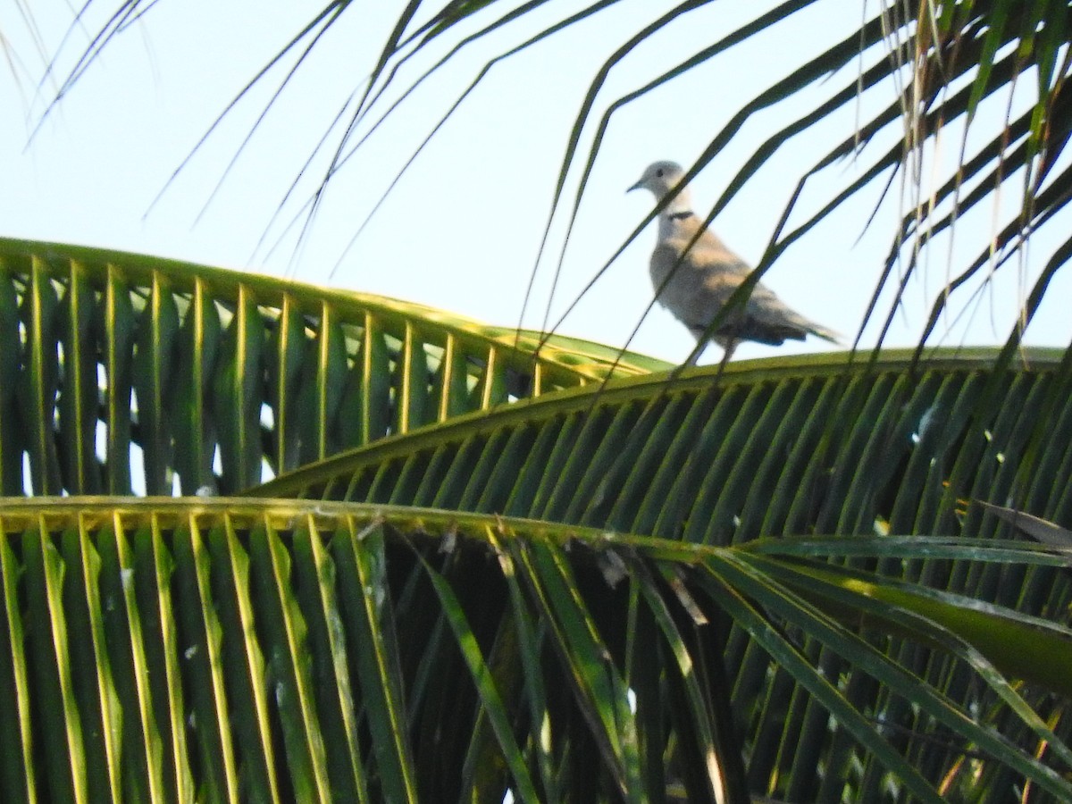 Eurasian Collared-Dove - ML142900611