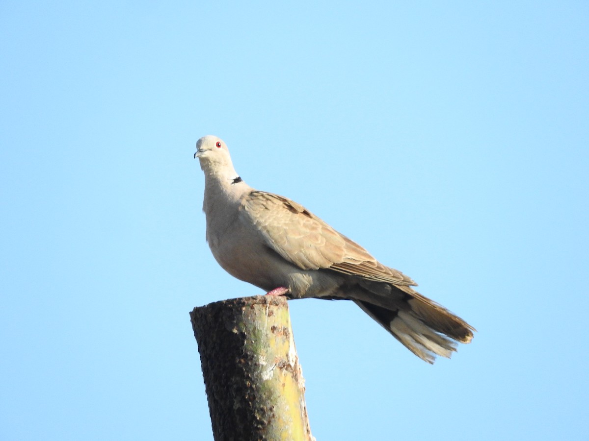 Eurasian Collared-Dove - ML142900621