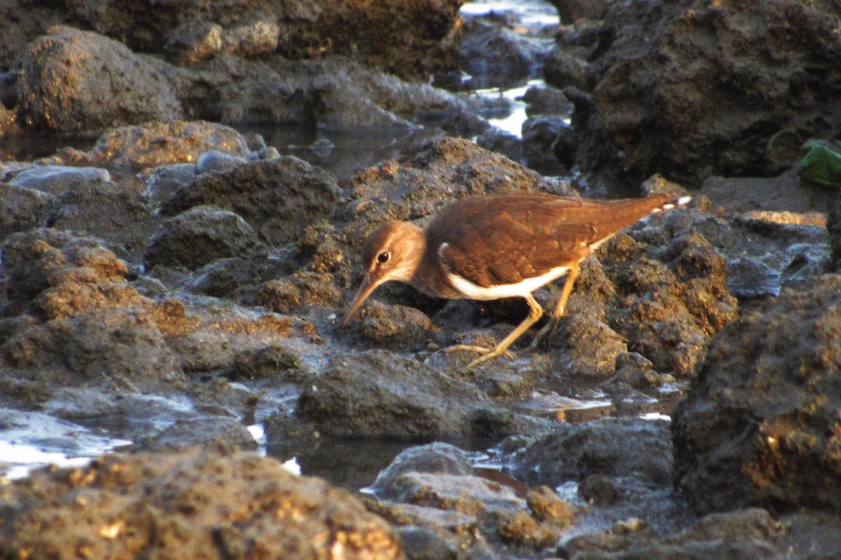 Common Sandpiper - ML142902141