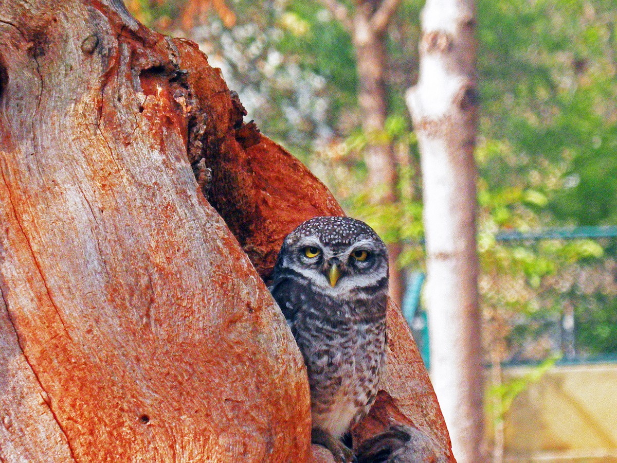 Spotted Owlet - ML142902381