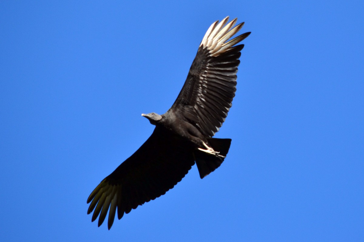 Black Vulture - ML142902601
