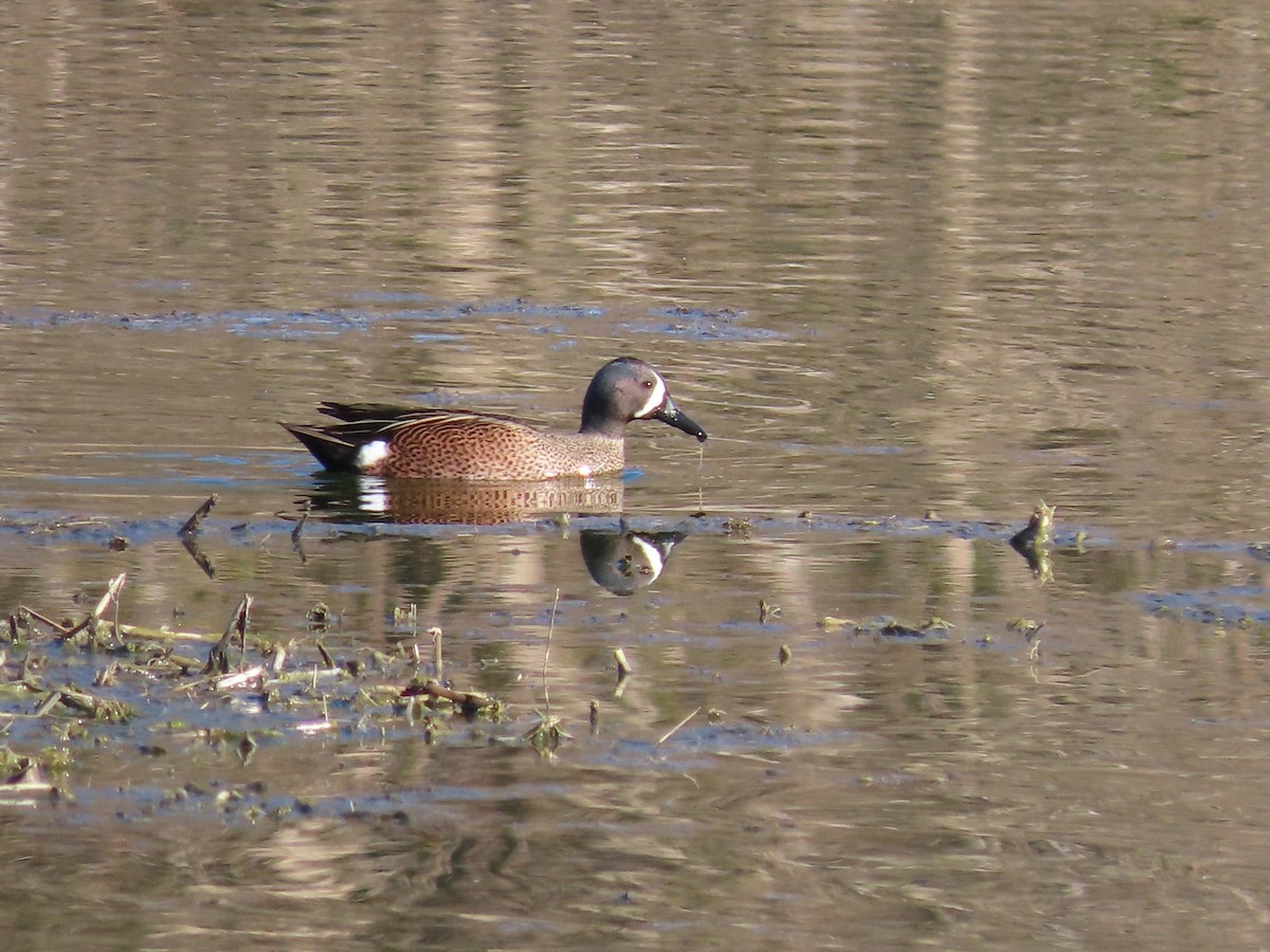 Blue-winged Teal - Susan Disher
