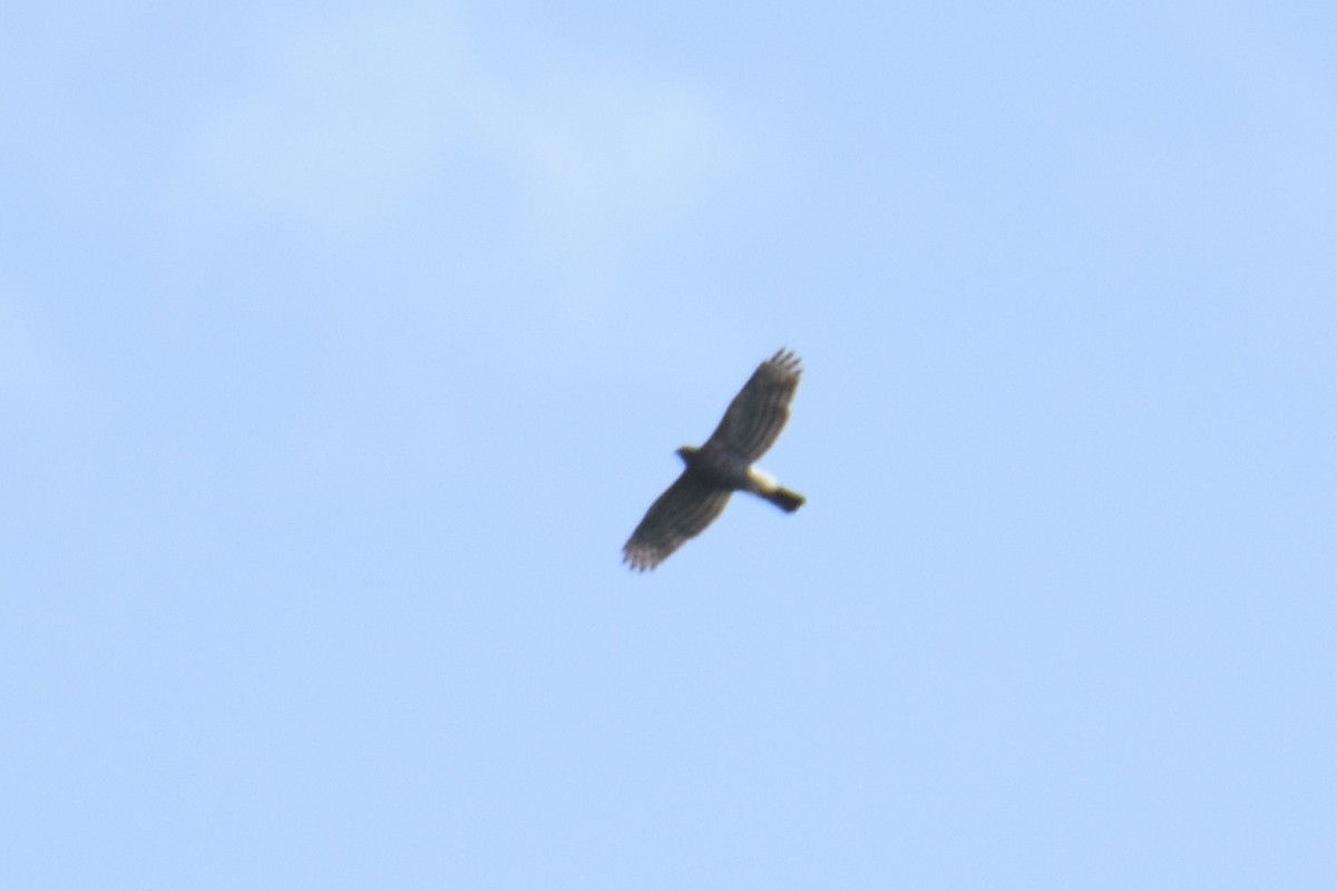 Crested Goshawk - ML142904031