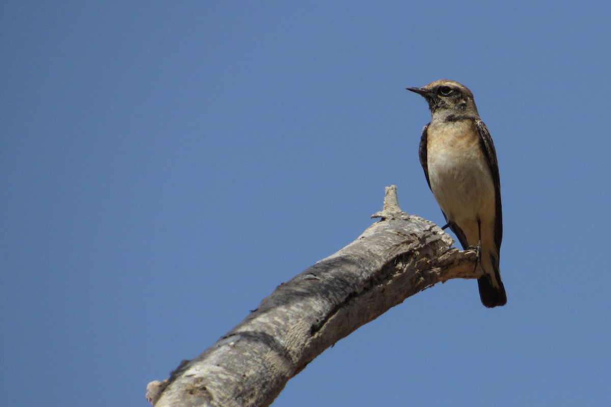 Pied Wheatear - ML142905211