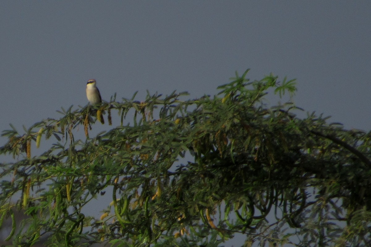 Red-tailed Shrike - ML142906401