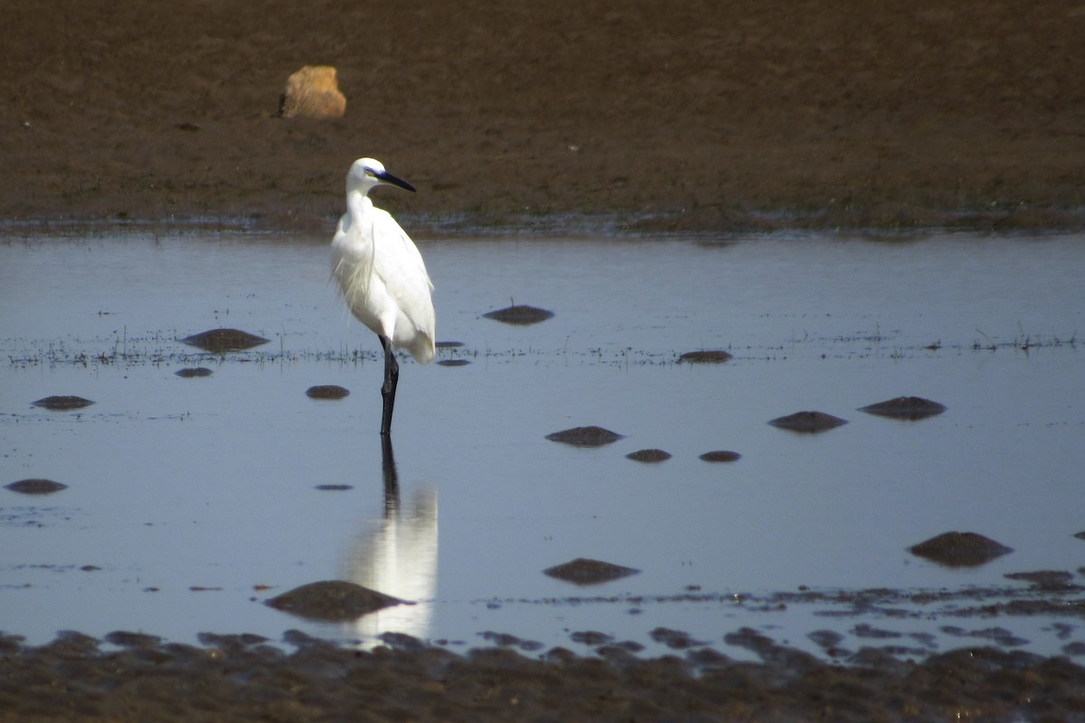 Little Egret - ML142907051