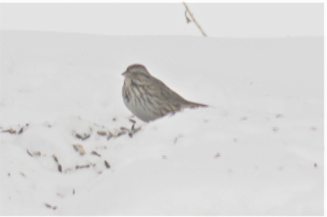 Song Sparrow - ML142907171