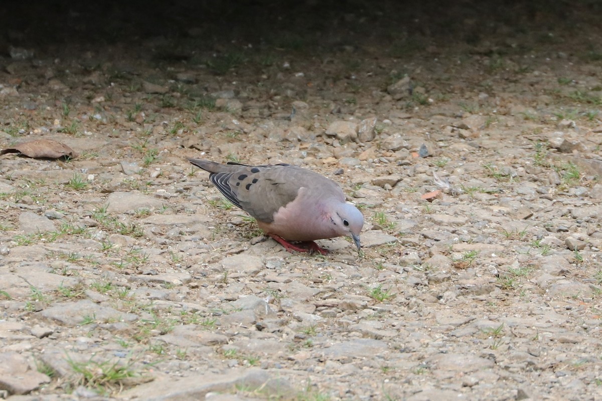 Eared Dove - ML142909151