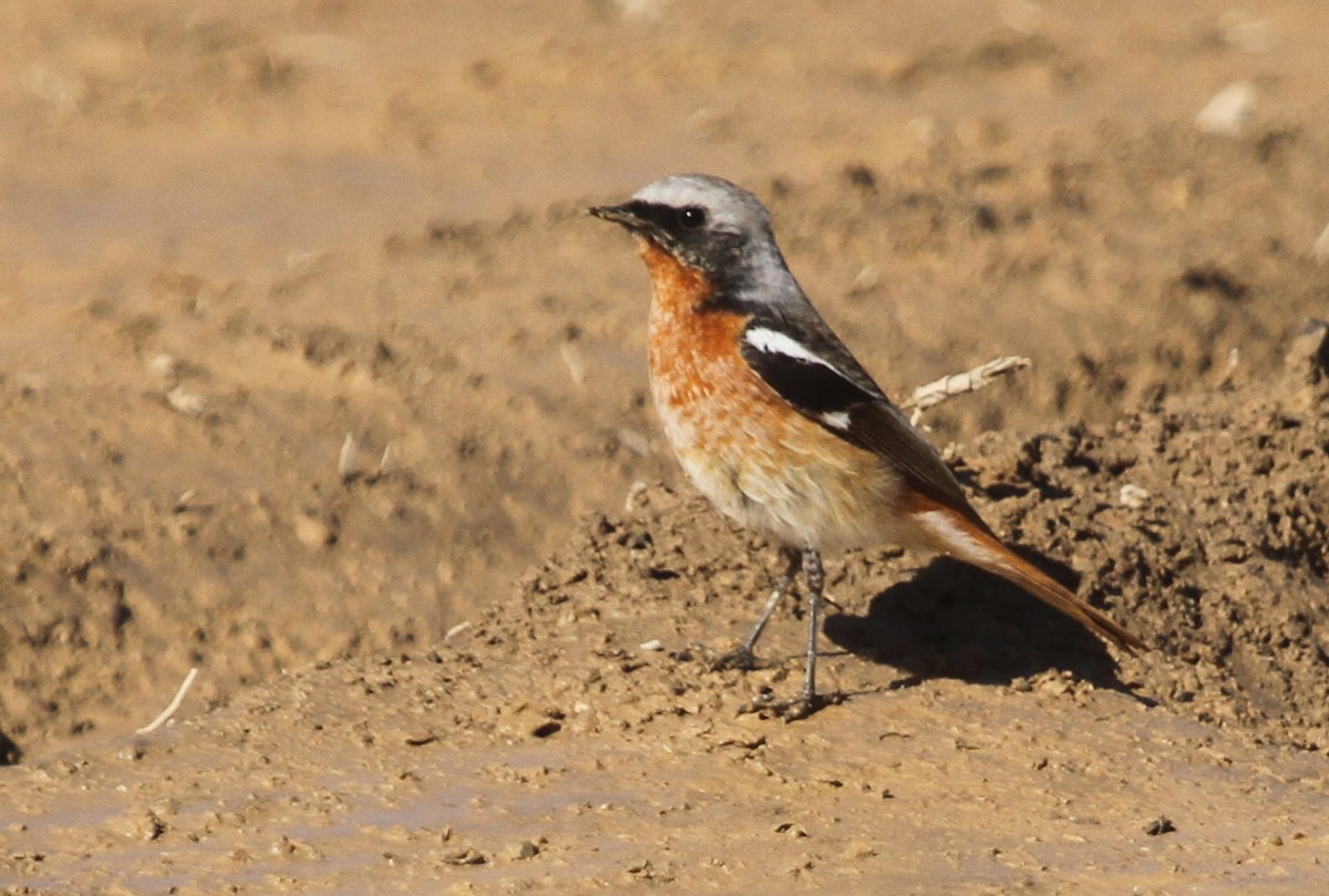 Rufous-backed Redstart - ML142909381