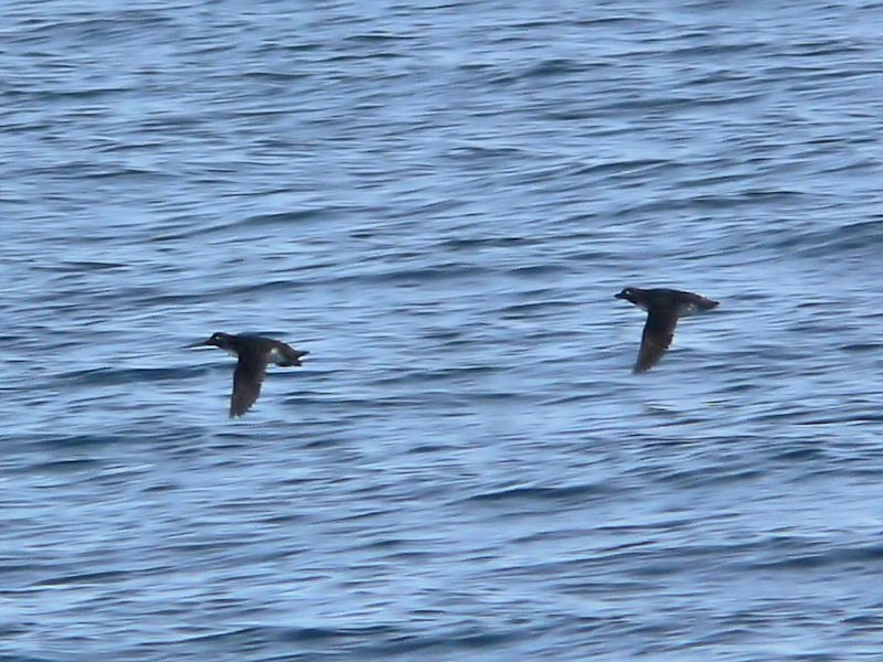 Parakeet Auklet - ML142912001