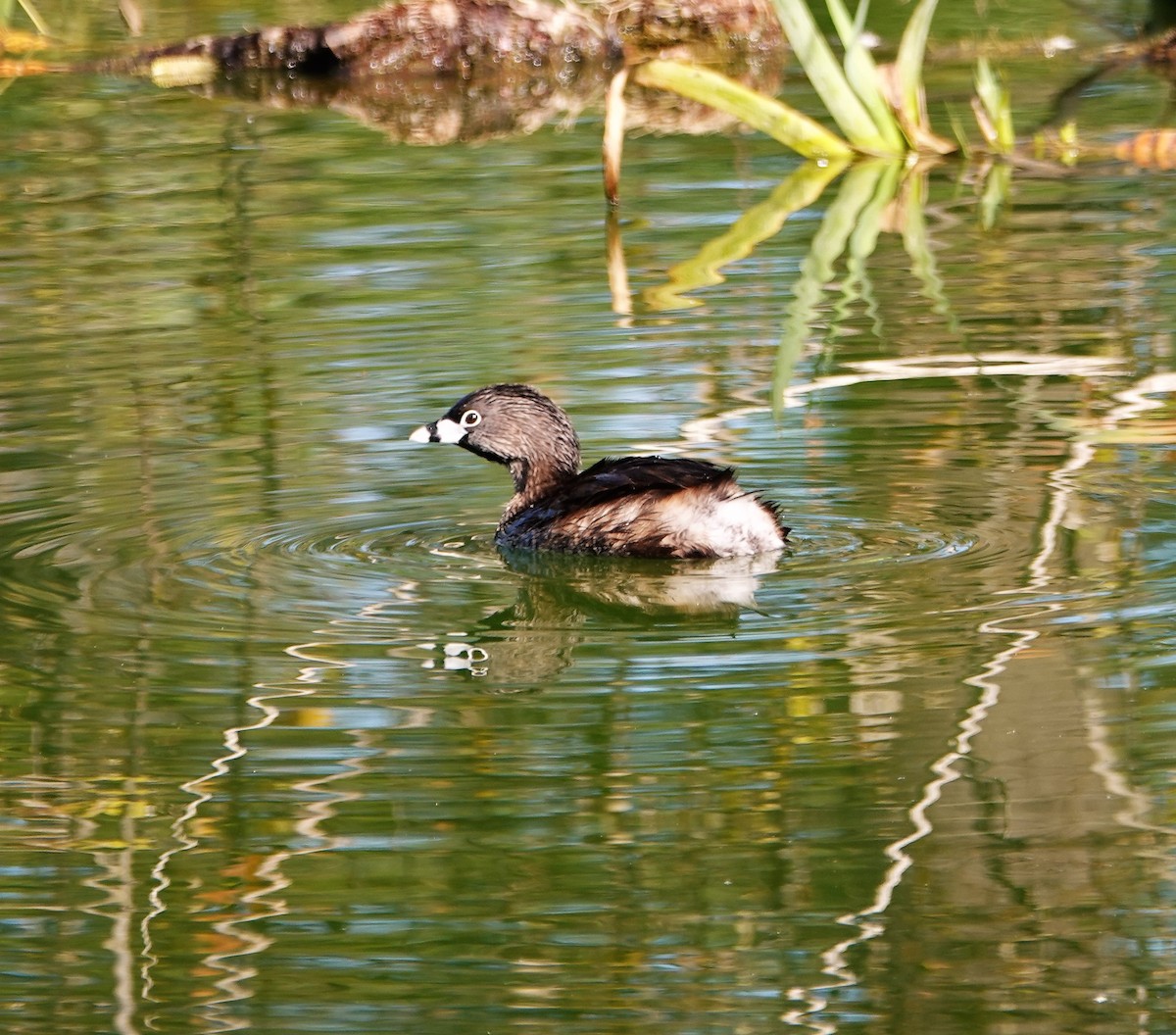 Pied-billed Grebe - ML142912021