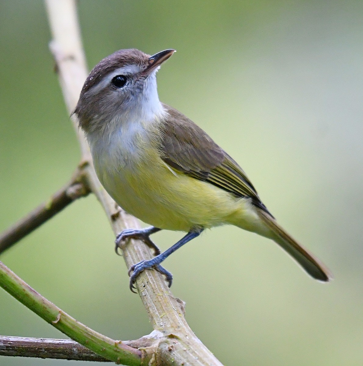 Brown-capped Vireo - ML142912521