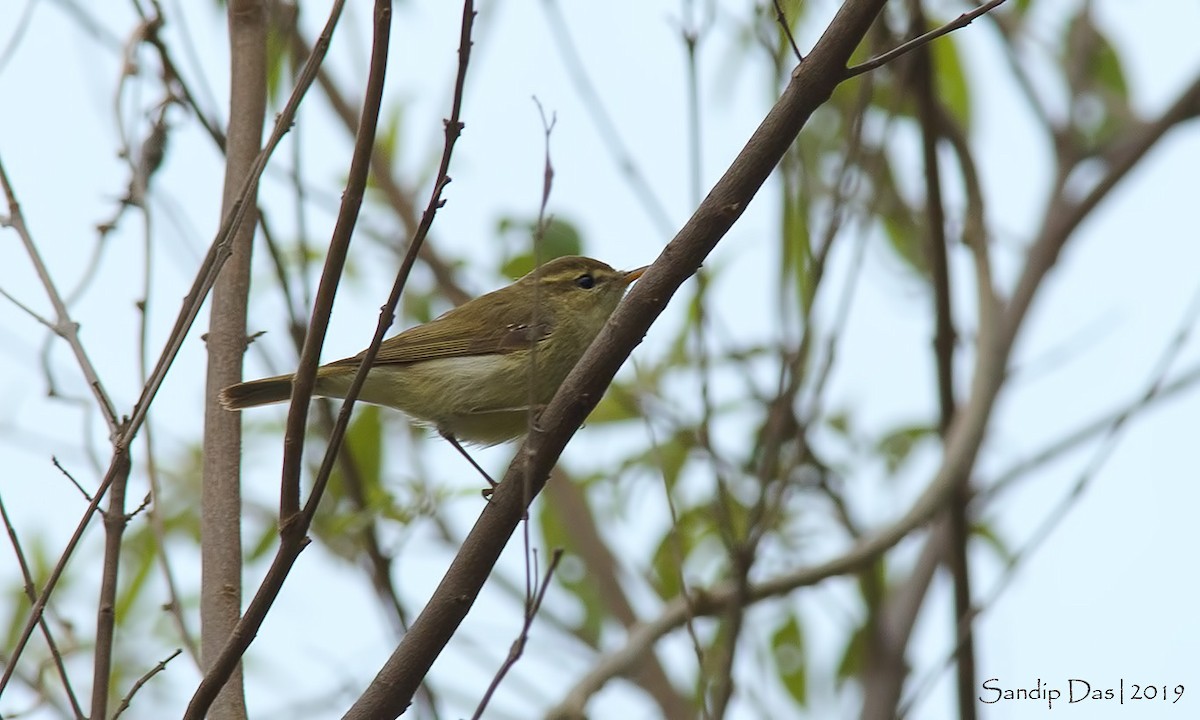 Greenish Warbler - ML142913201