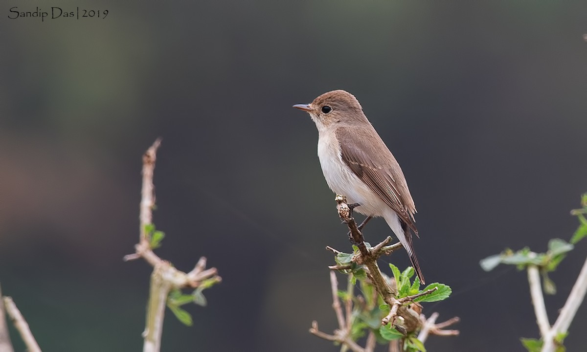 Red-breasted Flycatcher - ML142913671