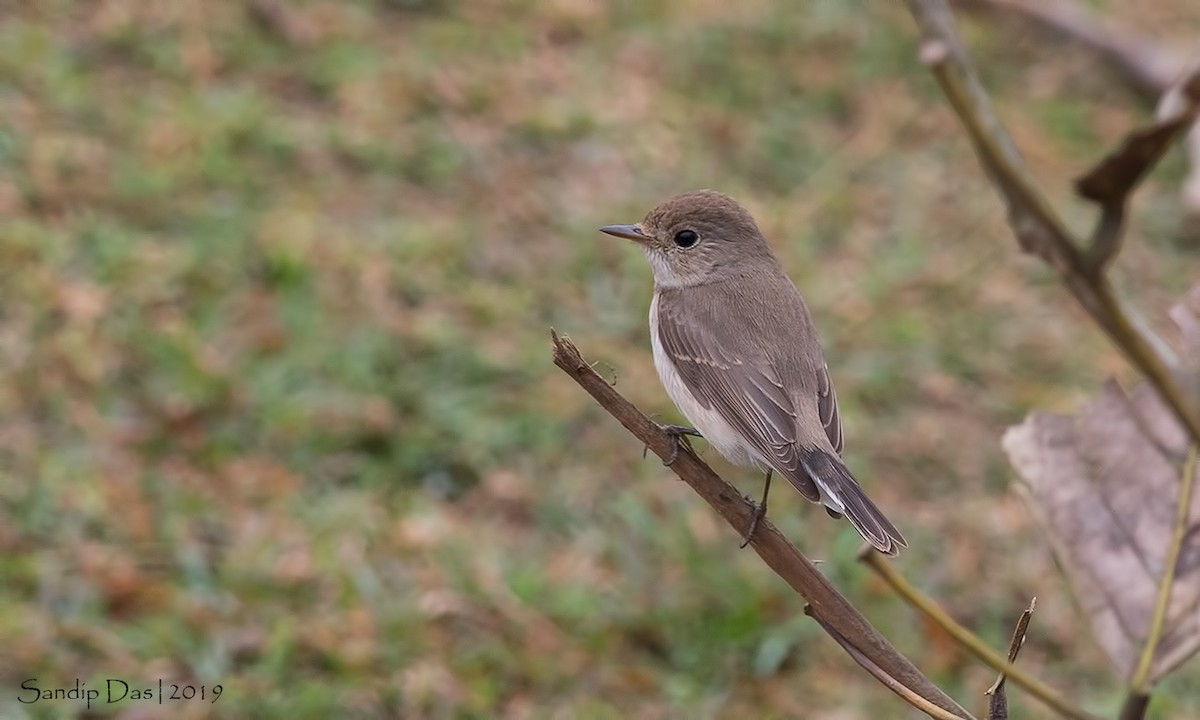Red-breasted Flycatcher - ML142913801
