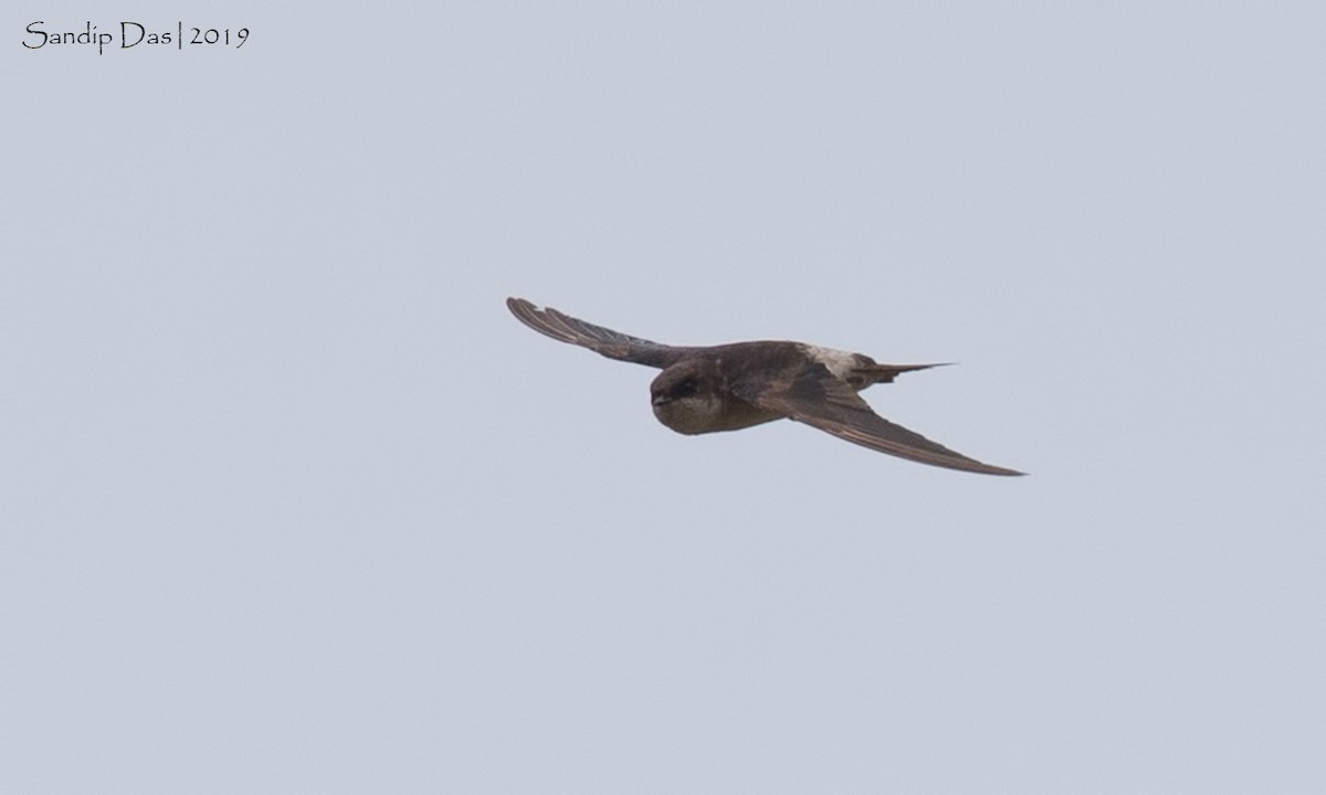 Western House-Martin - ML142914071