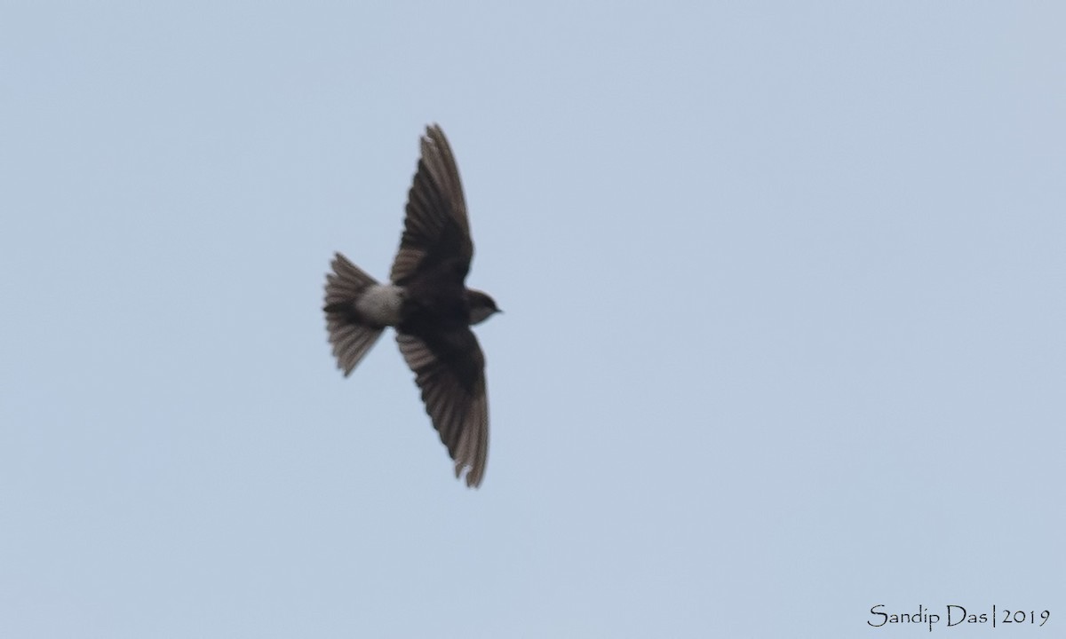 Western House-Martin - ML142914261