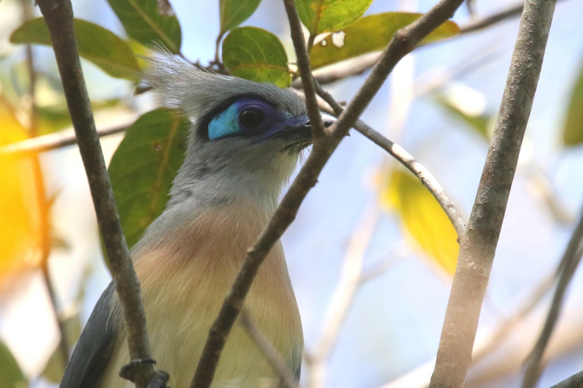 Crested Coua - ML142914961