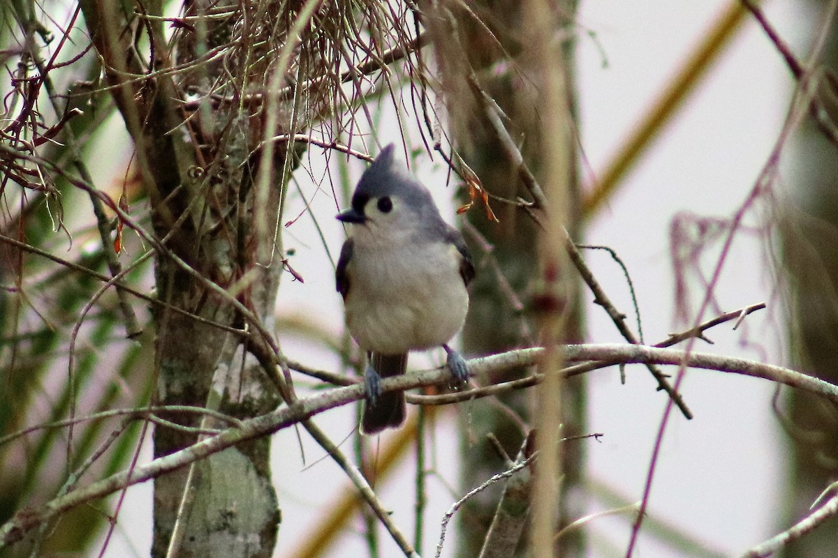 Tufted Titmouse - ML142915511