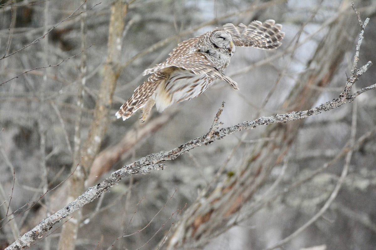 Barred Owl - Monica Siebert