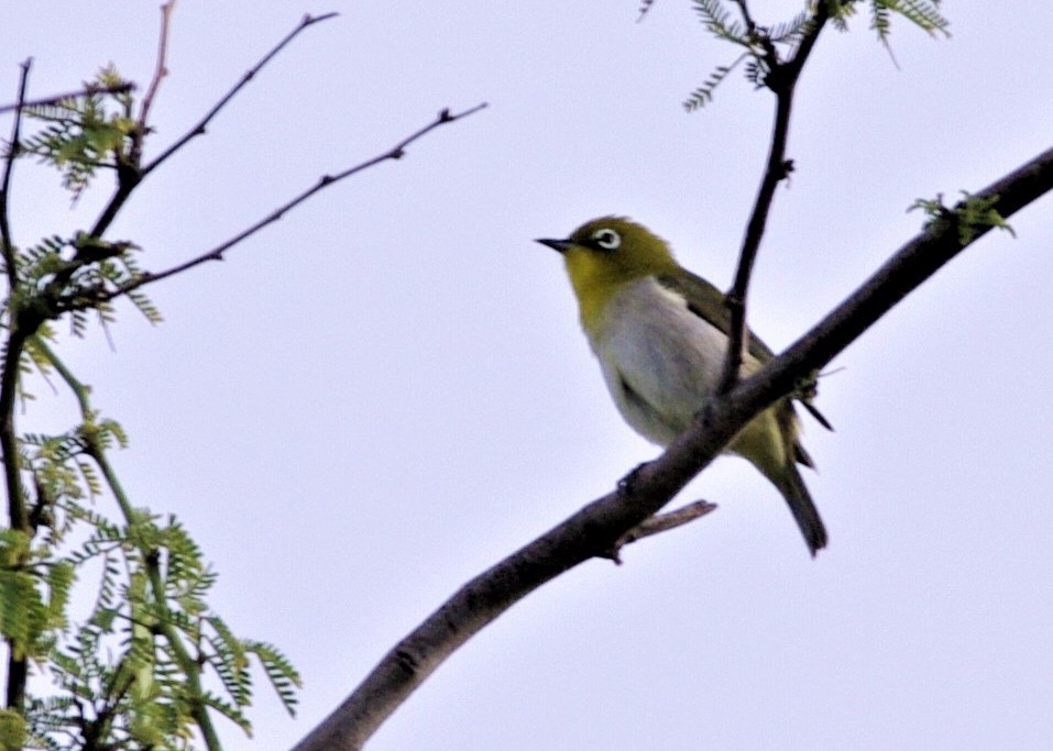 Warbling White-eye - Brenda Wright